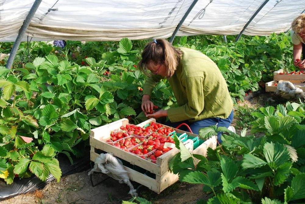 Récolte de fraises - Les Petits Fruits de la Baie
